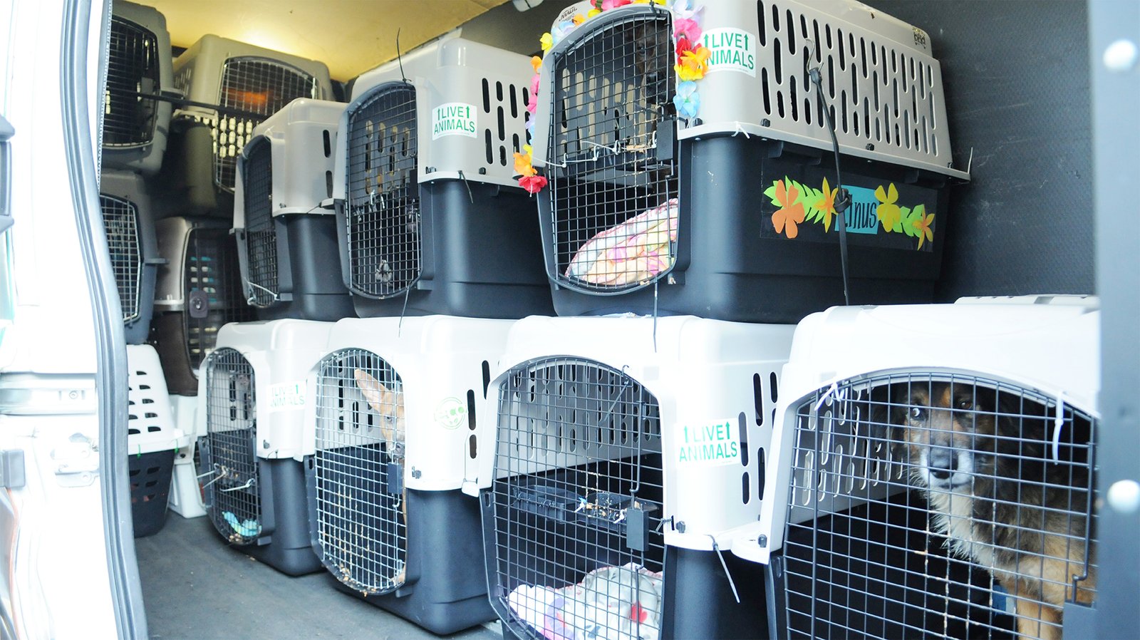 Safe and Comfortable Pet Shipping